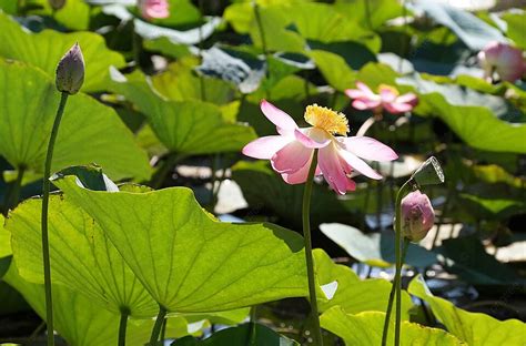  De Wonderschone Tuin van de Lotusbloesem: Een Paradijs voor De Zintuigen in Yichun!