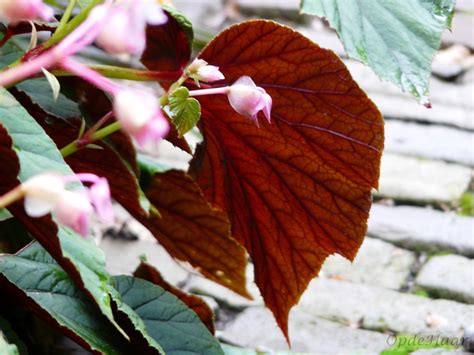 De Begonia Tuin: Een Bloeiend Paradijs voor Plantliefhebbers en Fotograafige Avonturiers!