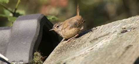 Het Dakengang Gebied: Een Natuurwonder vol Vogels en Mysterie!